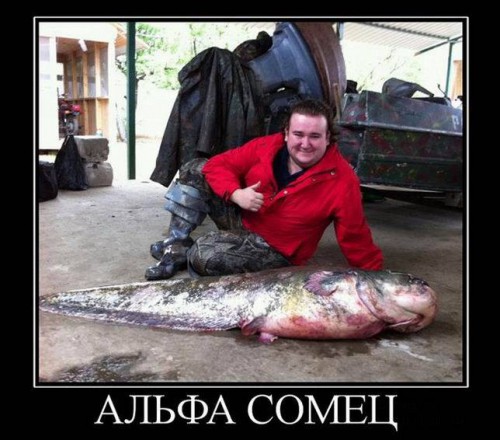 Прикольные демотиваторы