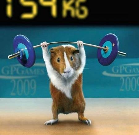 Морские свинки в спорте