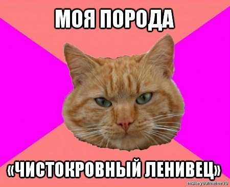 Истинный кот