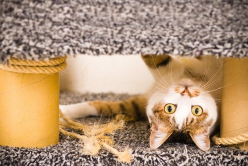 Найдите кота