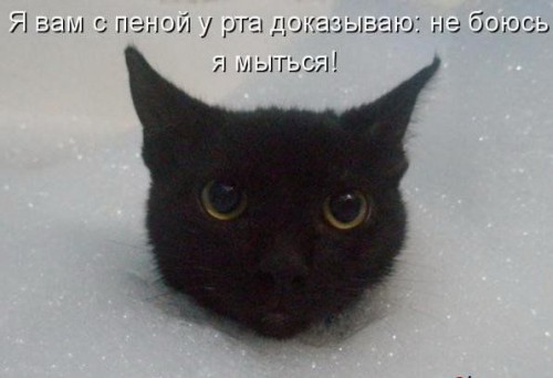 Прикольные картинки про котов