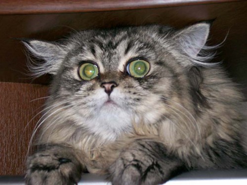 Смешные коты