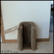 Гифки про собак (gif)