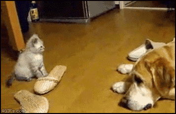Гифки про собак (gif)