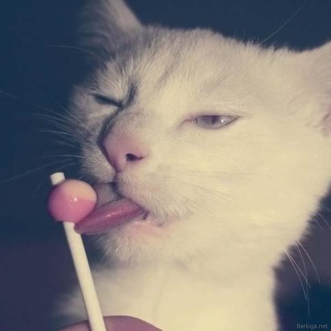 Подборка смешных котов