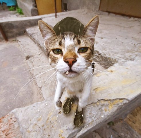 Гопо коты