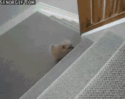 Смешные гифки про собак (gif)