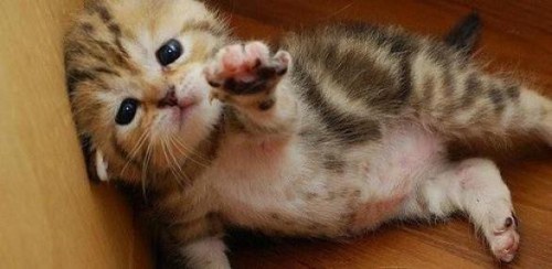 Приколы про котов