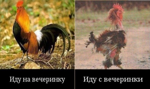 Все мы петухи в душе