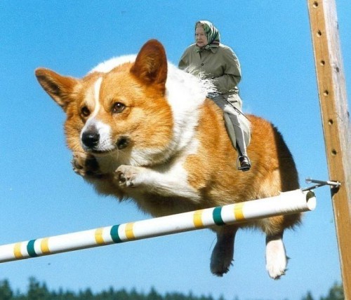 Прикол про собаку