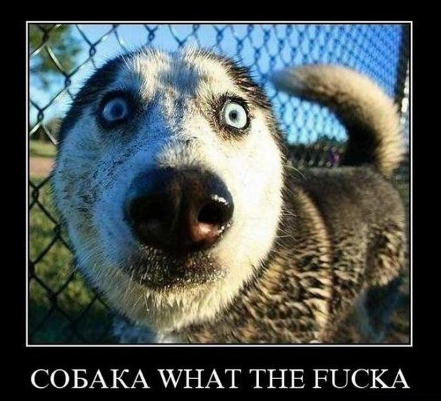 Демотиваторы про собак с юмором