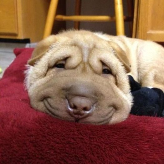Няшная собака - улыбака