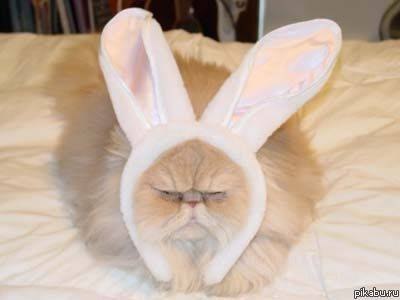 Супер смешной котэ