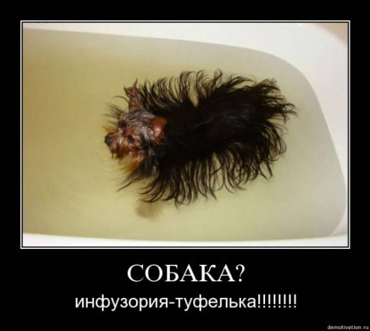 Демотиватор про собаку