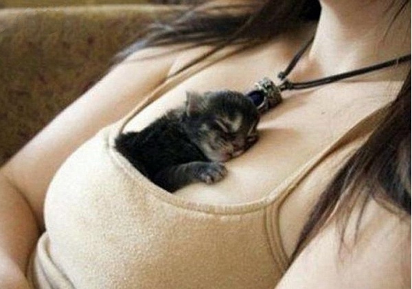 Эти котята хорошо устроились