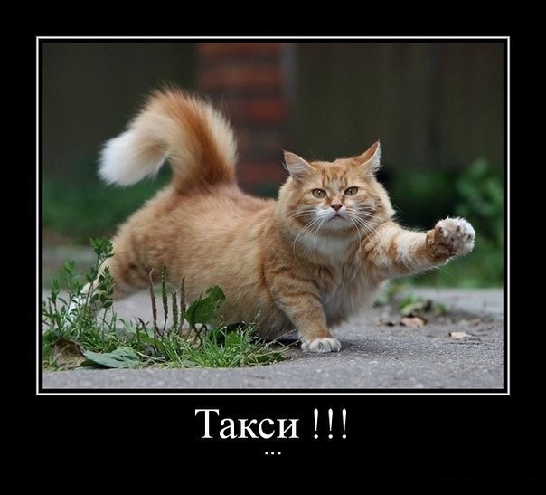 Прикольный кото демотиватор