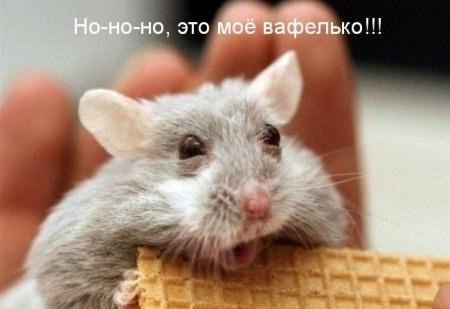 Няшная обжорка дня