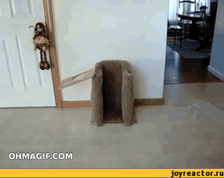 Собака еду просяка