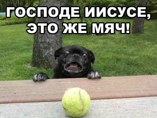 Собака - офигевака