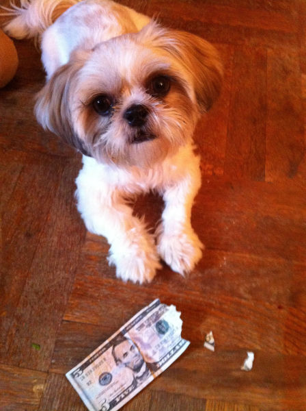 Пакости домашних животных