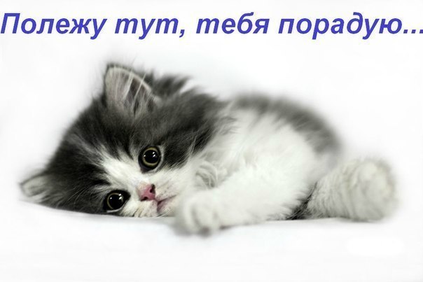 Классные котоматрицы