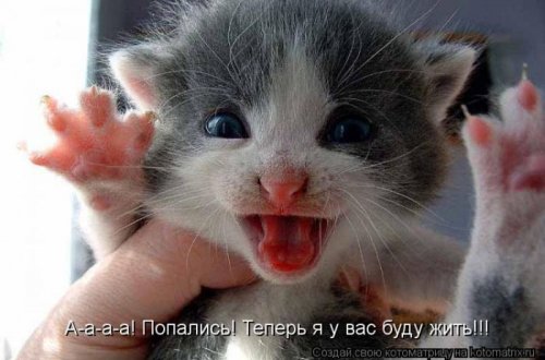 Веселые кошки