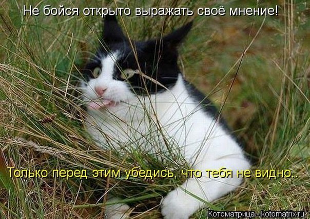 Фотоприколы про котэ