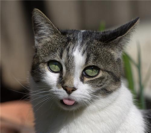 Смешные коты