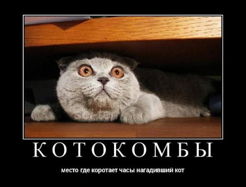 Демотиваторы про котов