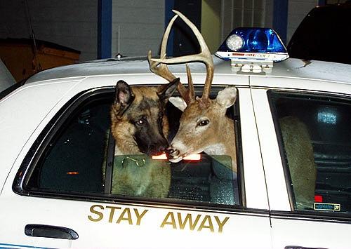 "Человечные" животные