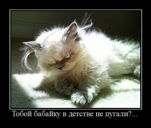 Демотиваторы про котов