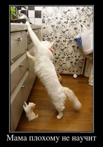 Демотиваторы про котов
