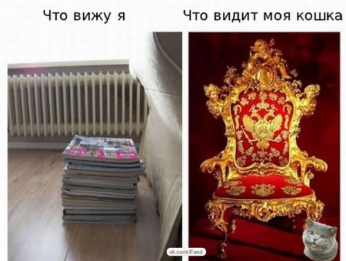 Прикол про кота