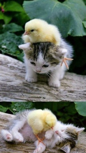 Няшные друзяки