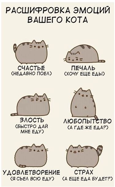 Мысли котэ