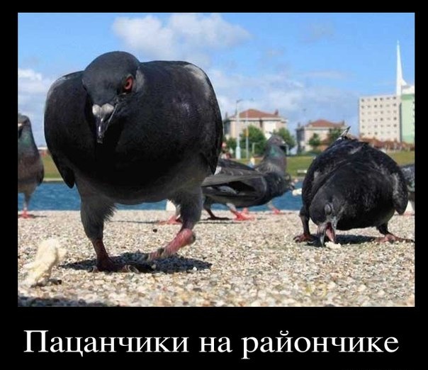 Демотиваторы про голубей