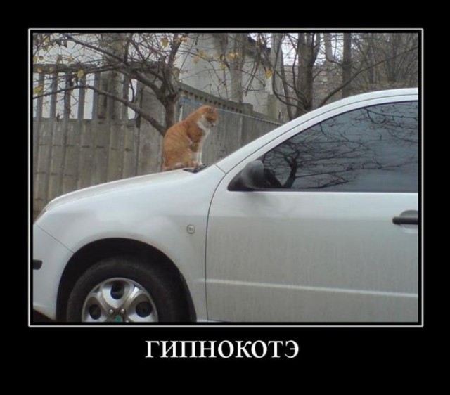 Демотиватор про котэ