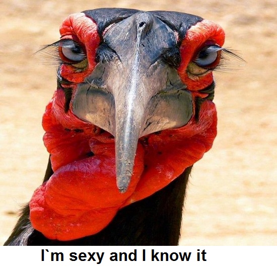 Сексуальная индюшка