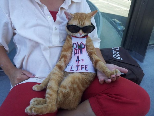 Круто быть котом