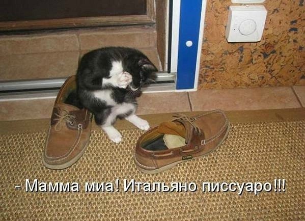 Интеллигентный котэ