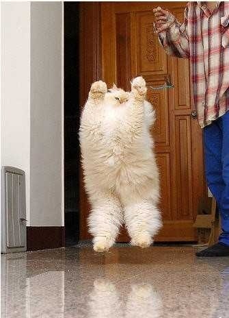 Мега смешной кот