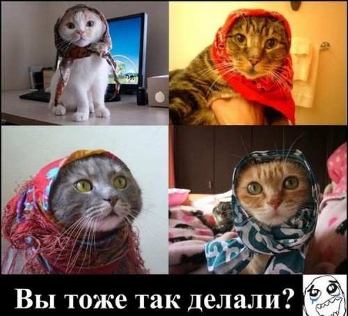 Прикол про котов