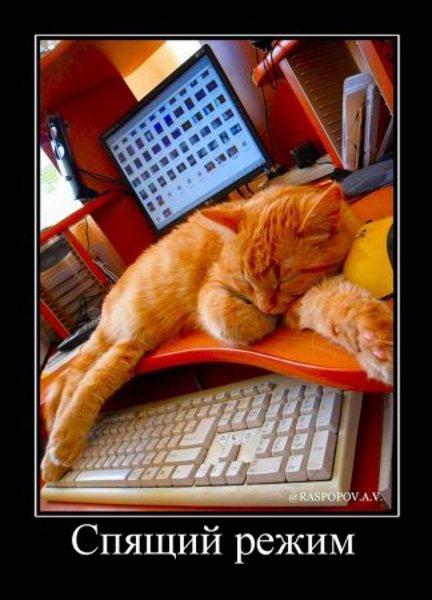 Демотиватор про кота