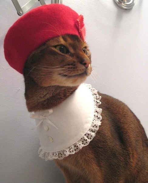 Самый модный котяра
