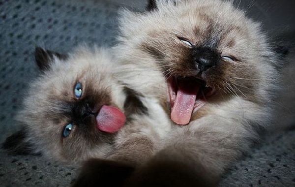 Котяки - зеваки