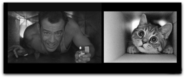 Котэ Брюса Уиллиса