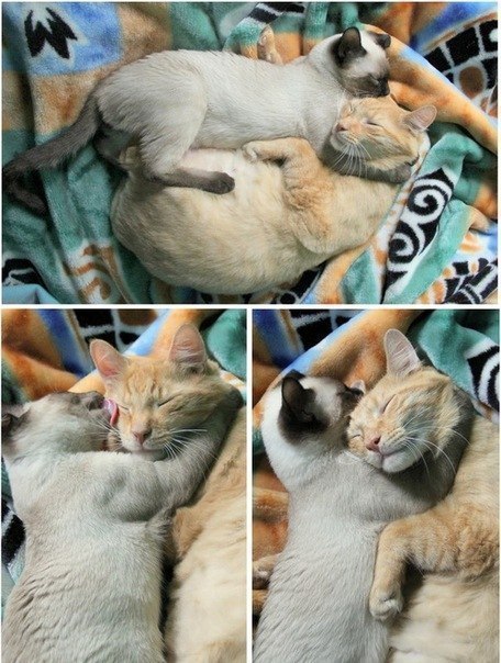 Няшная любовь