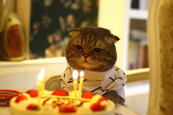 Еще один год коту под хвост