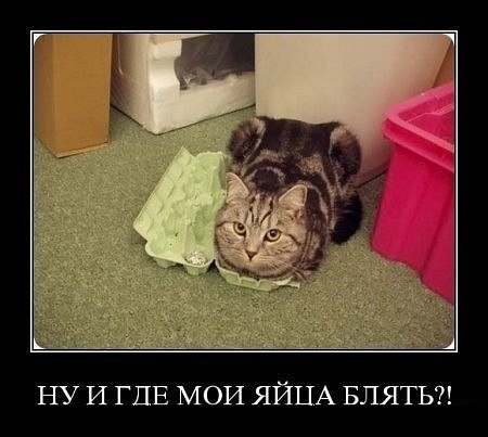Демотиватор про кота