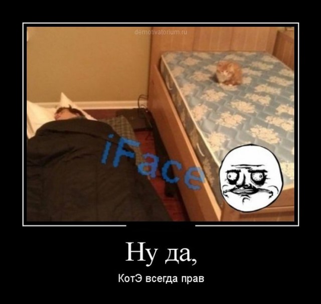 Демотиватор про кота всемогущего